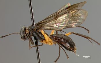 Media type: image;   Entomology 26645 Aspect: habitus lateral view